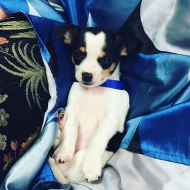 SuperChews photo review