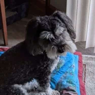 SuperChews photo review