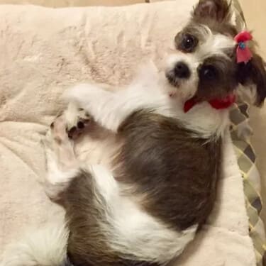 SuperChews photo review