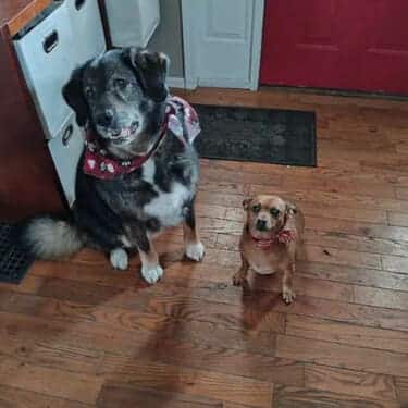 SuperChews photo review