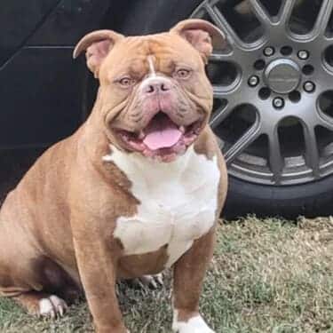 SuperChews – 30 treats photo review