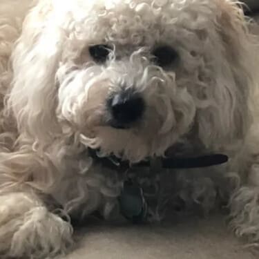 SuperChews – 30 treats photo review