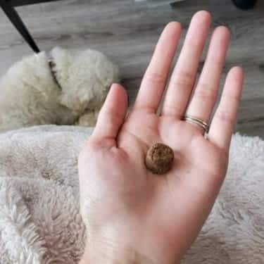 SuperChews – 30 treats photo review