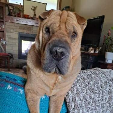 SuperChews – 30 treats photo review