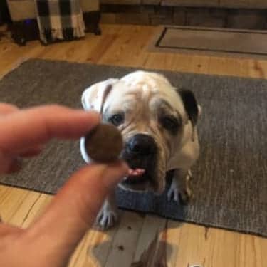 SuperChews – 30 treats photo review