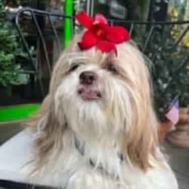 SuperChews photo review